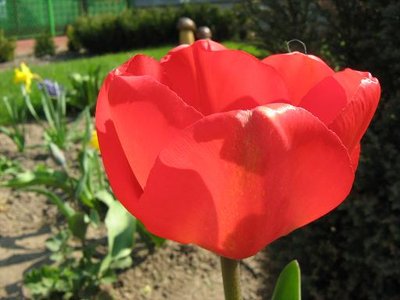 Tulipan mieszaniec Darwina 'Apeldoorn' ..JPG