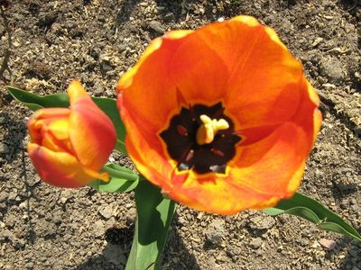 Tulipan mieszaniec Darwina 'Apeldoorn Elite'.JPG