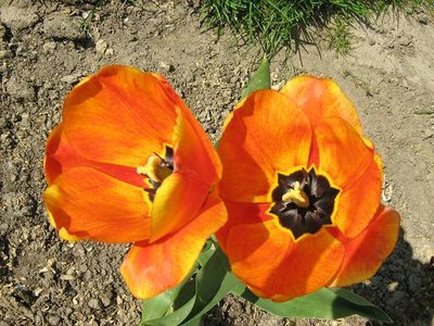 Tulipan mieszaniec Darwina Elite 'Apeldoorn'.JPG
