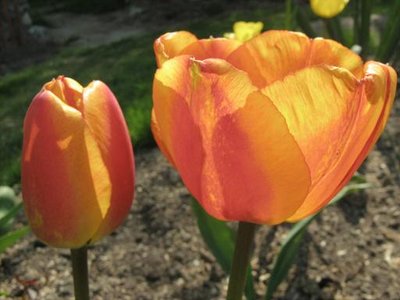 Tulipan mieszaniec Darwina 'Elite Apeldoorn' ..JPG