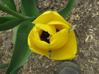 Tulipan mieszaniec Darwina 'Golden Apeldoorn'.JPG