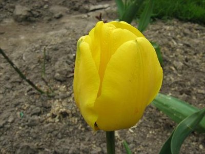 Tulipan mieszaniec Darwina 'Golden Apeldoorn' ..JPG