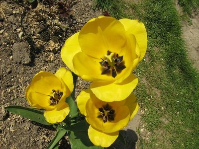 Tulipan mieszaniec Darwina 'Golden Apeldoorn' ,.JPG
