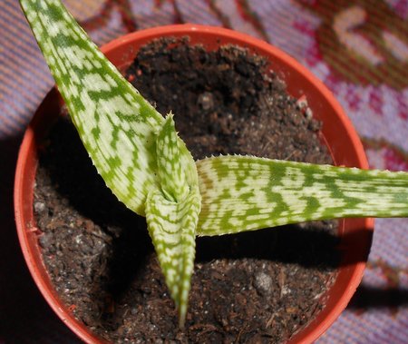 azAloes 2015-07-07 4108.JPG