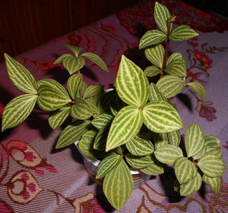 azPeperomia puteolata 2015-07-07 4096.JPG