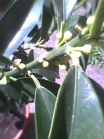 Kumkwat Margarita 1 nareszcie ma pączki kwiatowe ;).jpg