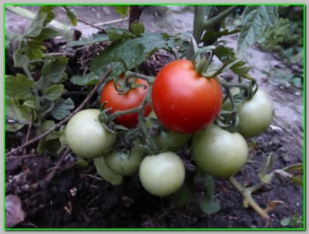 ogród 2015 pomidory.jpg