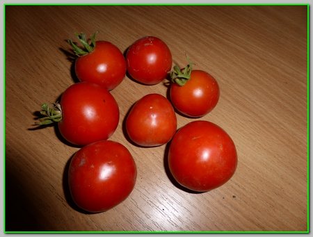 ogród 2015 pomidory..jpg