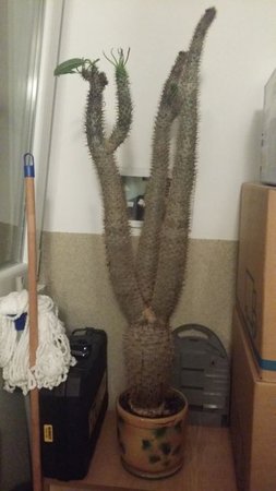 kaktus 1.jpg