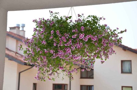 Pelargonie anielskie.jpg