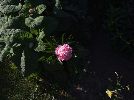 peonia odm różowa.jpg