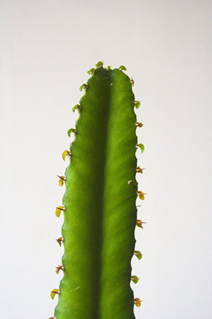 Euphorbia triangularis1.jpg
