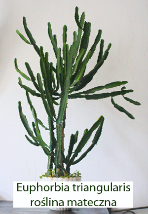 Euphorbia triangularis3.jpg