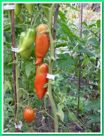 ogród 2015 pomidory.jpg