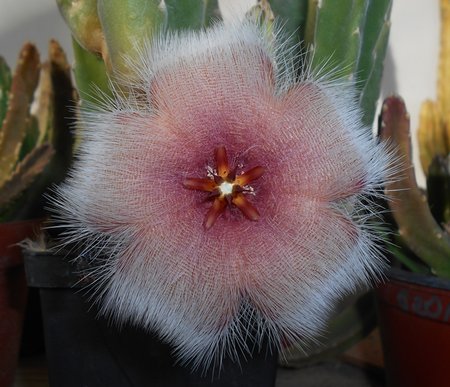 01azStapelia 2015-10-03 5965b.JPG