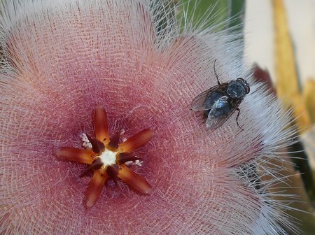 02azStapelia 2015-10-03 5971b.JPG