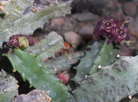 06azCaralluma 2015-10-03 5986.JPG