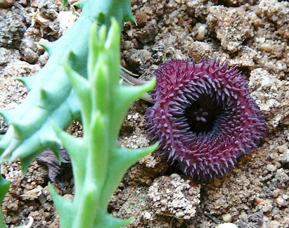 huernia pendurata (2).JPG