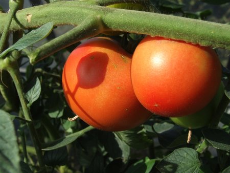 Pomidorodm odm Taris  X 2015.jpg