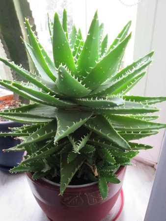 aloes.JPG