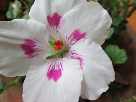 pelargonia.JPG