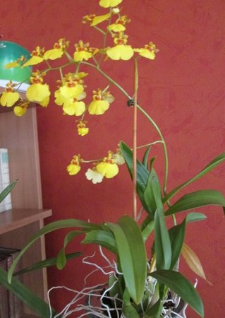 oncidium.jpg