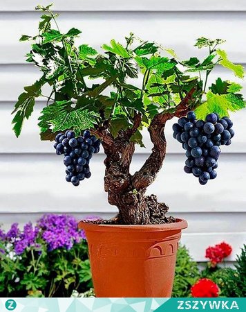 bonsai-fruit-tree.jpg