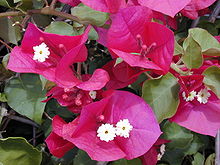 220px-Starr_030418-0061_Bougainvillea_spectabilis[1].jpg