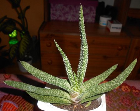 azGasteria 2015-12-10 6144.JPG