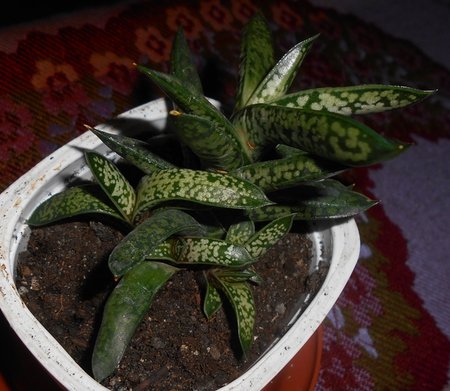 azGasteria 2015-12-10 6148.JPG