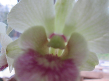 dendrobium ph..JPG