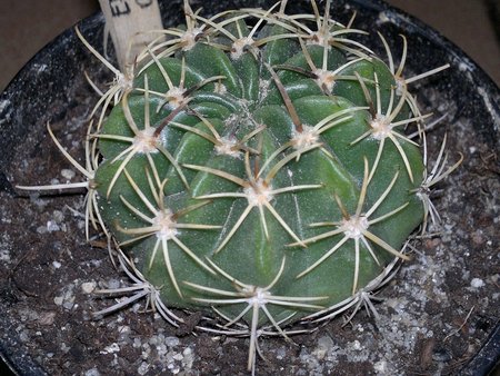 echinopsis obrepanda.jpg