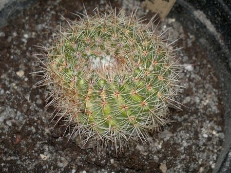 notocactus vanvlietii.jpg