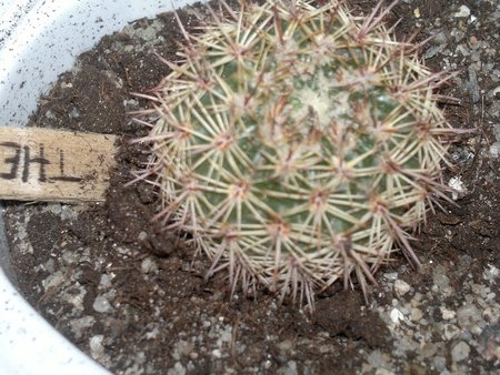 Thelocactus.jpg