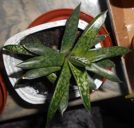 azGasteria 2016-02-06 6196.JPG