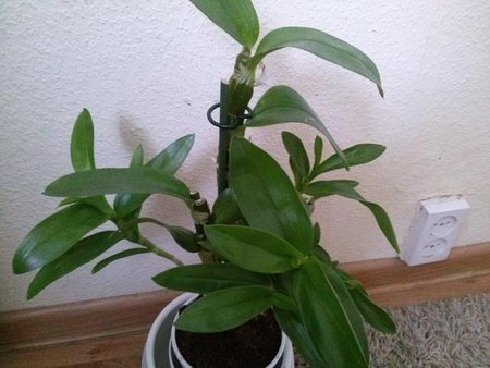 Dendrobium1.JPG