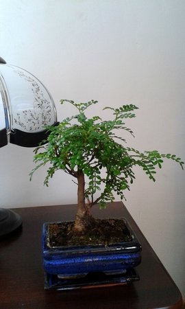 bonsai 2.jpg