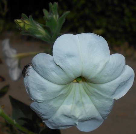 azPetunia 2015-07-25 5028.JPG