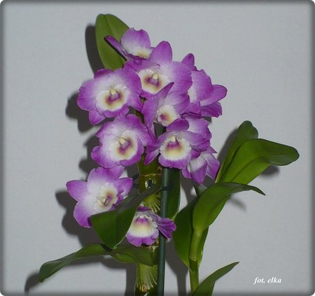 dendrobium nobile.JPG