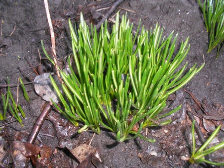 azKrokusy 2016-03-08 6415.JPG