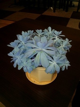 Echeveria.jpg