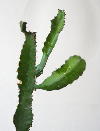 Euphorbia triangularis6.jpg