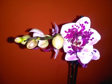 Orchidea 2.jpg