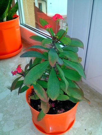 Euphorbia millii.jpg