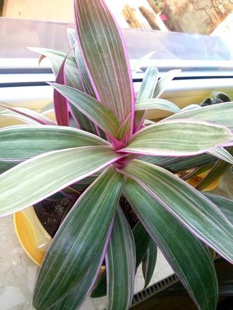 Tradescantia 2.jpg