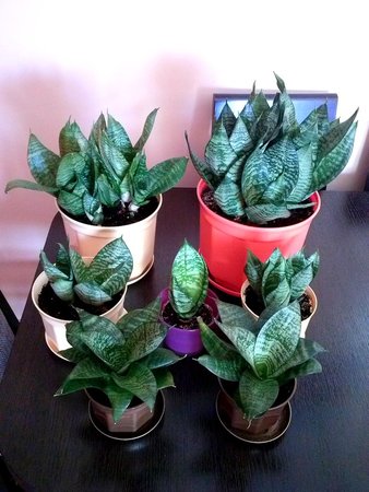 Sanseveria hahnii.jpg