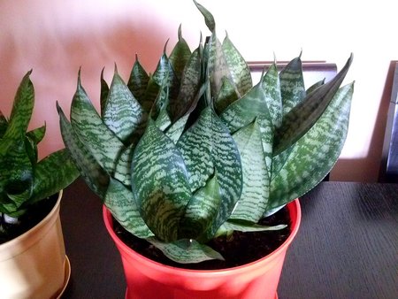 Sanseveria hahnii 3.jpg