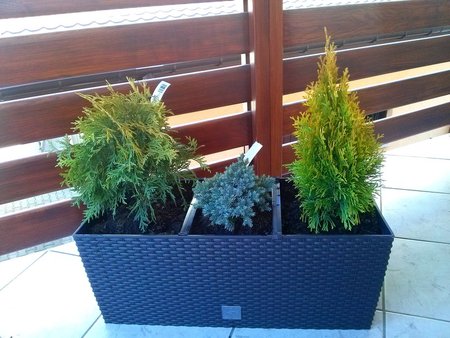 Żywotnik zachodni 'Golden Globe', Juniperus squamata 'Blue Star', Żywotnik zachodni 'Golden Smaragd'.jpg