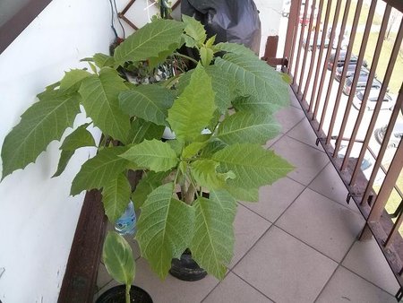 datura szaleje.JPG