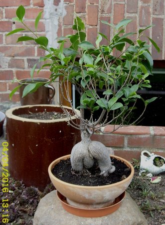 Ficus retusa.JPG